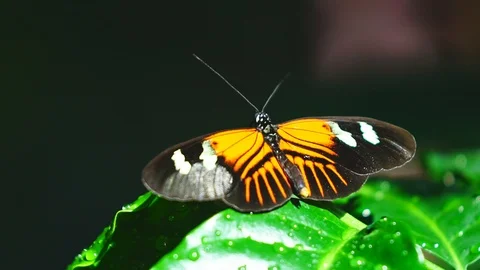 Butterfly Flying Vídeo Stock 89457497
