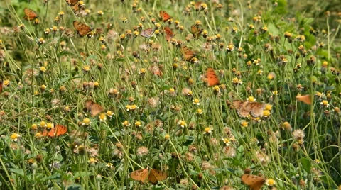 Butterfly flying in the garden. Stock Footage 56579760