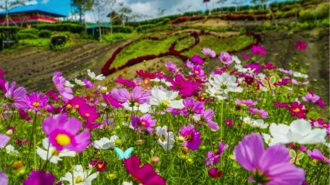 Butterfly flying in the garden Stock Footage 252114146