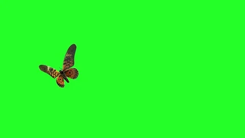 A butterfly flying on a green background Stock Footage 76400341