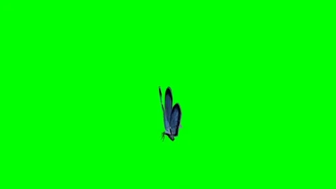 Butterfly Flying on Green Screen 19 Stock Footage 221640053