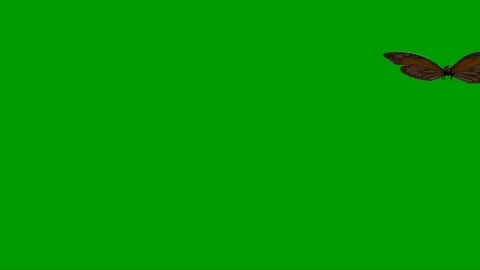 Butterfly Flying on Green Screen Stock Footage 221640194
