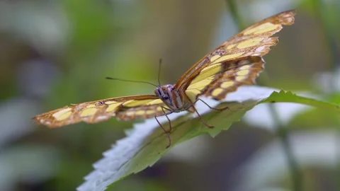 Butterfly flying insect Video stock 274414694