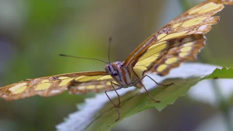 Butterfly flying insect Video stock 274414696