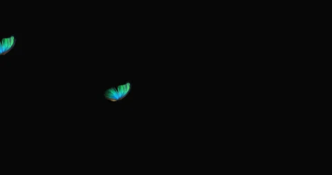 Butterfly Flying on isolated Background. Stock Footage 106866699