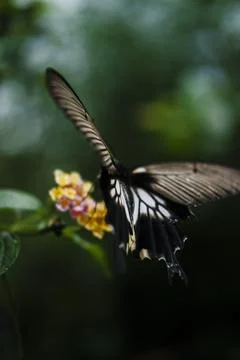 A butterfly is flying over a flower Stock Photos