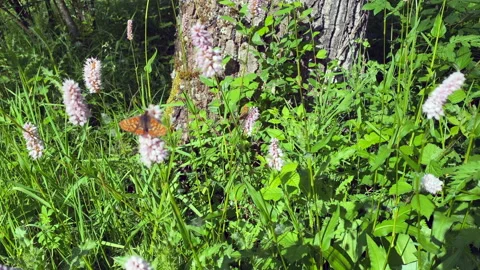 Butterfly flying over the flowers. Stock Footage 155252568