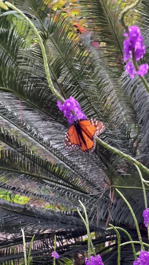 Butterfly is flying over the flowers Stock Footage 337102271