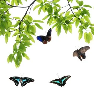 Butterfly flying Stock Photos