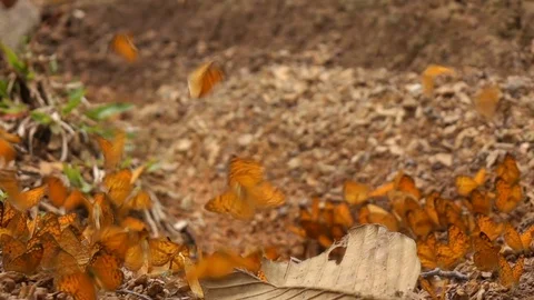 Butterfly flying slow motion Stock Footage