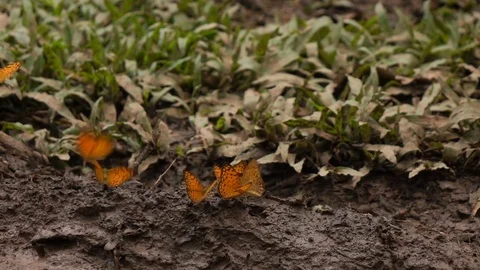 Butterfly flying slow motion Stock Footage