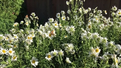 Butterfly Flying in Slow Motion Video stock 80267312