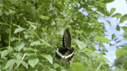 Butterfly flying slow motion Stock Footage 89150430