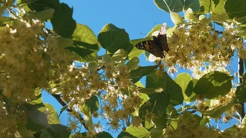 Butterfly flying slow motion on sunlight on tree Stock Footage 112426455
