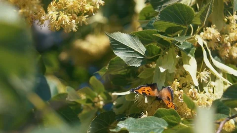 Butterfly flying slow motion on sunlight on tree Stock Footage 112426500