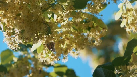 Butterfly flying slow motion on sunlight on tree Stock Footage 112426544