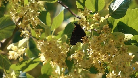 Butterfly flying slow motion on sunlight on tree Stockbeeldmateriaal 112483768