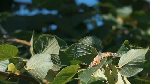 Butterfly flying slow motion on sunlight on tree 库存影片 112483769