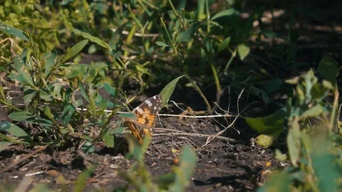 Butterfly flying slow motion on sunlight on ground grass Stock Footage 112483920
