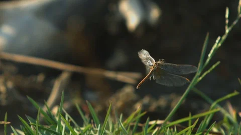 Butterfly flying in slowmotion Stock Footage 78588864