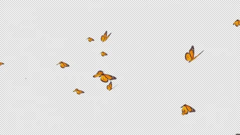 Butterfly is flying on transparent background. Motion graphics Vidéo 236735028