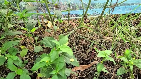 Butterfly flyuing in nature 스톡 동영상 319053414