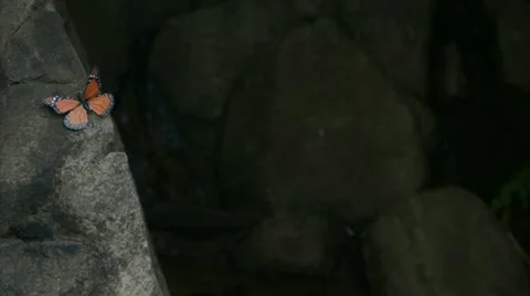 Butterfly focus pull to flower Video stock 12576799