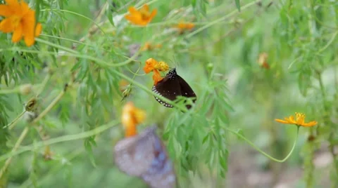 Butterfly focus pull Video stock 66891404