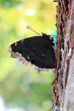 Butterfly with folded wings on a tree Stock Photos