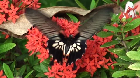 Butterfly food Stock Footage 44062508