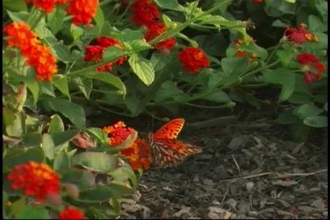 Butterfly Stock-Footage 124916