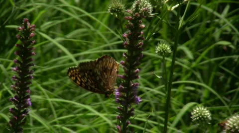 Butterfly Stock Footage 156310