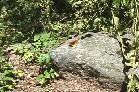 Butterfly Stock Footage 201593