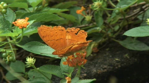 Butterfly Stock Footage 307615