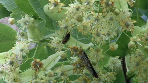 Butterfly Stock Footage 461157