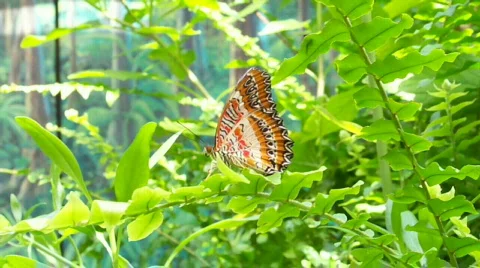 Butterfly Stock Footage 504223