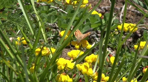 Butterfly Stock Footage 532633