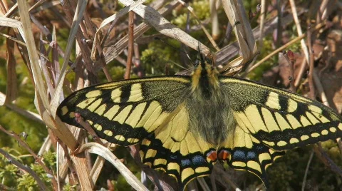 Butterfly Stock-Footage 590751
