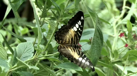 Butterfly Stock Footage 631708