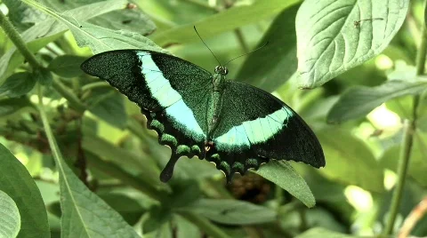 Butterfly Stock Footage 631709