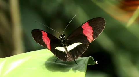 Butterfly Stock Footage 631713
