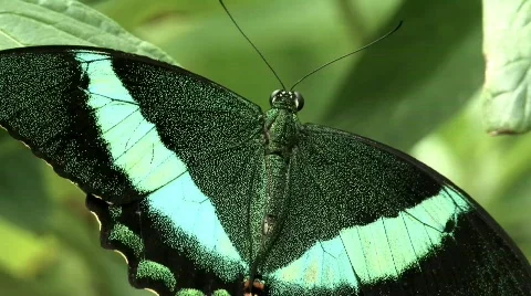 Butterfly Stock Footage 631715