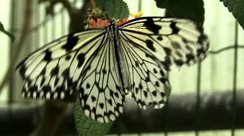 Butterfly Stock Footage 631719