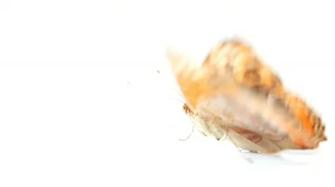 Butterfly Stock Footage