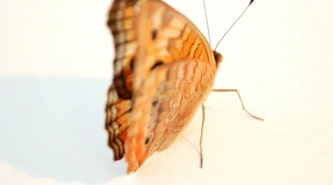 Butterfly Stock Footage 710179