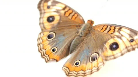 Butterfly Stock Footage 710185