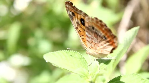 Butterfly Stock Footage 711722