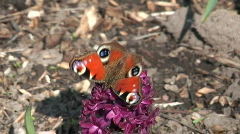 Butterfly. Stock Footage 714009