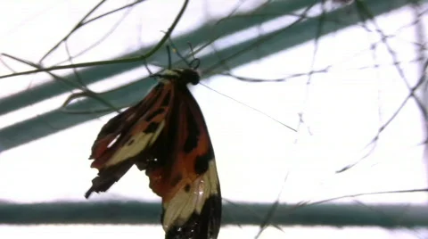 Butterfly Stock Footage 794454