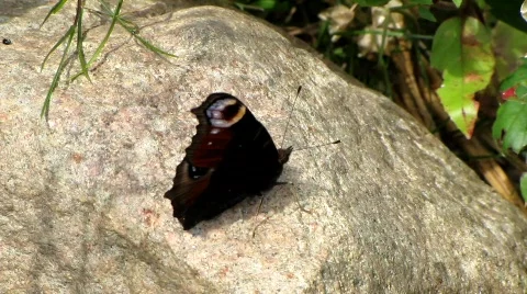 Butterfly Stock Footage 798264